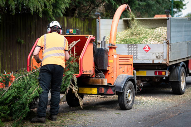 Trusted Sudley, VA Tree Service Experts